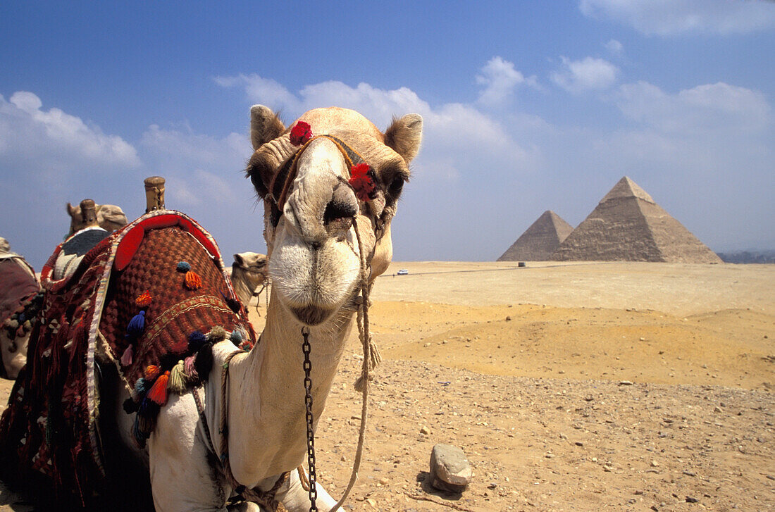 {"en":"giza pyramids"}