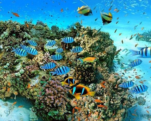 Activities in Sharm El-Sheikh