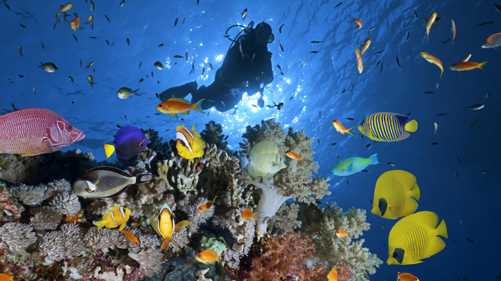 {"en":"scuba diving at sharm el-sheikh"}