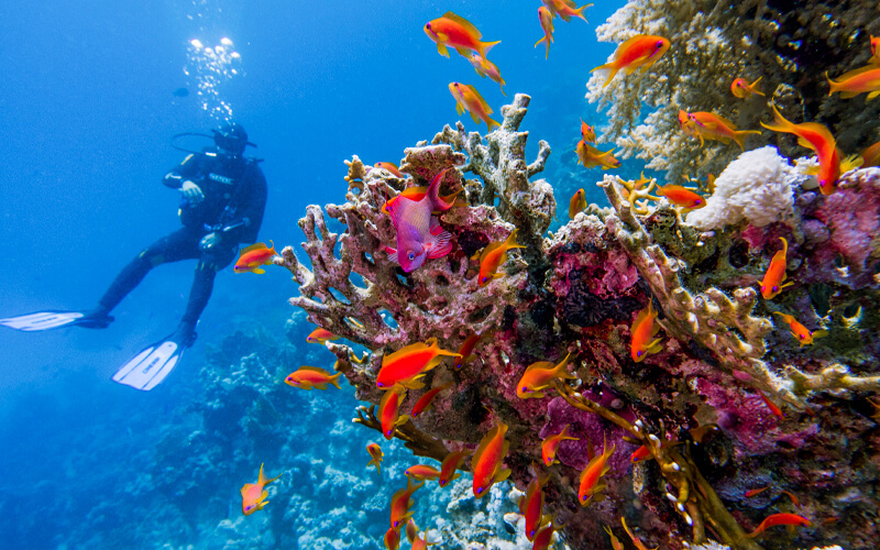 {"en":"Snorkeling hurghada"}