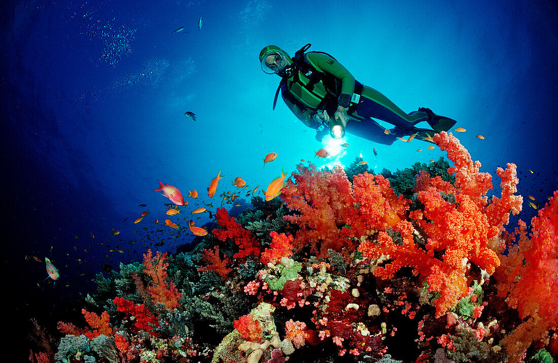 {"en":"Snorkeling in hurghada"}